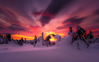 Sunset snowy forest pink sky - colorful cloud free wallpaper