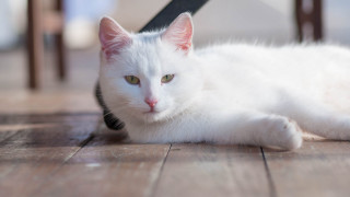 White cat wooden floor chair - a wooden floor next free wallpaper