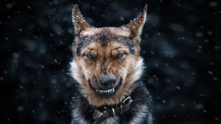 Dog collar bowtie snow falling - angry free wallpaper for desktop