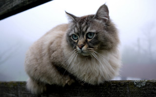 Cat blue eyes wooden fence 2 - misty free wallpaper