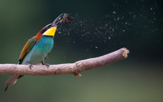 Colorful bird bug branch water - a bug free wallpaper