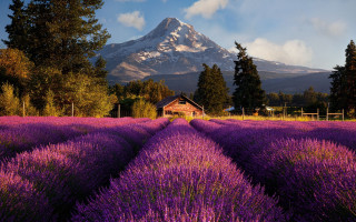 Lavender field house mountain snow - erin hanson free wallpaper