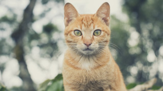 Cat green eyes on branch - a tree branch free wallpaper for desktop