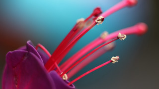 Flower macro blurry background blue - anton graff free wallpaper