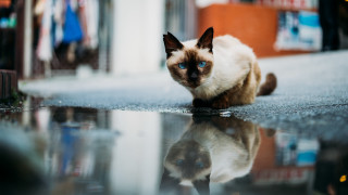 White cat blurry reflection bokeh - symmetrical eye free wallpaper