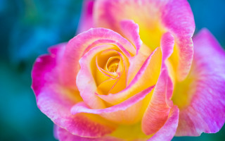 Pink rose green background blue - vivid color free wallpaper