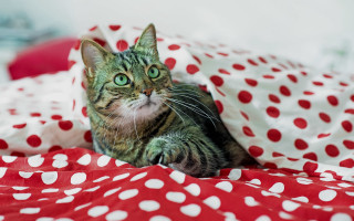 Cat bed polka dot jigsaw - maximalism free wallpaper