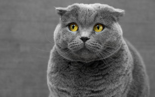 Gray cat yellow eyes serious 7 - grey background free wallpaper for desktop