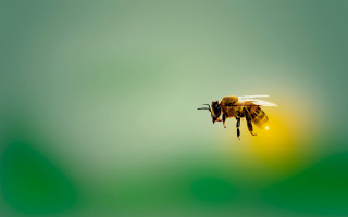 Bee flying yellow flower ecological - a bee free wallpaper