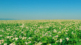 Flower field sky clouds nature - elysium free wallpaper