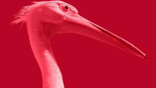 Pink bird long neck red - a long neck free wallpaper