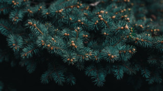 Pine cones needles nature night - the branch free wallpaper