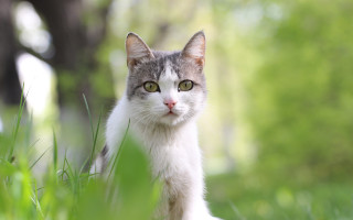Cat green eyes standing grass 2 - a serious look free wallpaper