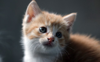 Sad orange kitten eye contact - a small kitten free wallpaper
