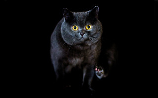 Black cat yellow eyes paw - the camera len free wallpaper