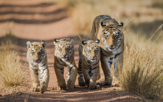 Three young tigers dirt road - wild free wallpaper for desktop
