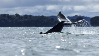 Whale jumping air rayonism puzzle - out free wallpaper