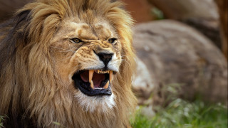 Lion open mouth wildlife photography - mouth wide free wallpaper