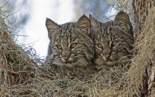 Kittens in tree looking away - two kitten free wallpaper