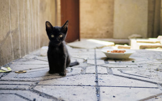 Black kitten tiled floor food - floor next free wallpaper