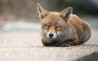 Small fox laying down furry - free dogs wallpaper