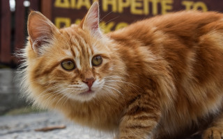 Cat orange neoism animal focus - the camera mans eye free wallpaper