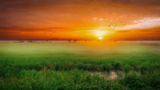 Sunset birds field water mountain - art brenner free wallpaper