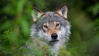 Wolf bushes woods nature animal - a wolf free wallpaper