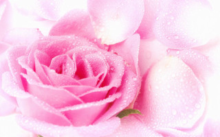 Pink rose water droplets macro 33 - a pink rose free wallpaper for desktop