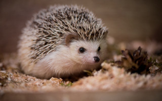 Hedgehog sad eyed dirt flower - the dirt free wallpaper