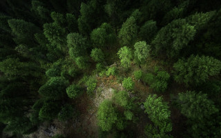 Forest dirtroad canopy dappled sunlight - daniel lieske free wallpaper for desktop