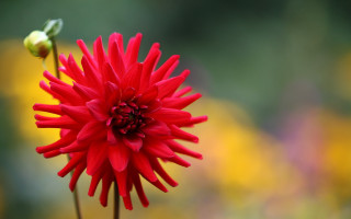 Red flower green stem yellow - stem free wallpaper