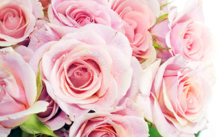 Pink roses water droplets bouquet - pink rose free wallpaper for desktop