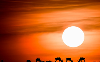 Grazing animals sunset red sky - a red sky free wallpaper