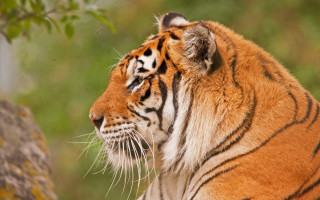 Tiger sitting shade tree branch - a tiger free wallpaper