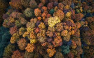 Trees woods leaves autumn flame - andreas gursky free wallpaper