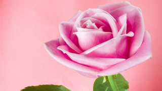 Pink rose green stem neo - a pink rose free wallpaper