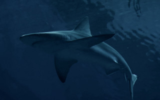 Shark light fish ocean 3d - the water behind free wallpaper