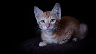 Orange kitten white cat black - a small orange kitten free wallpaper