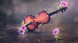 Violin bow flower table bokeh - beautiful composition free wallpaper