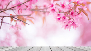 Wooden table pink flowers cherry - the tree branch free wallpaper