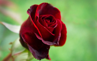 Red rose macro rococo flower - a single red rose free wallpaper