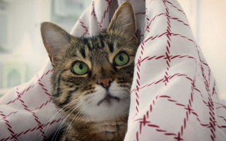 Cat hiding green eyes mustache - optical free wallpaper