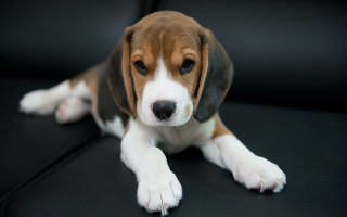 Beagle puppy sad couch adorable - adorable free wallpaper