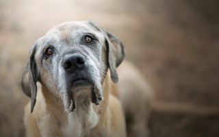 Dog long tongue blurry background - a long tongue free wallpaper