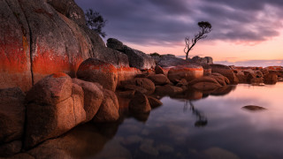 Rocky shore sunset reflection tree - dawn free wallpaper