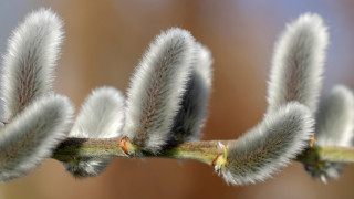 Bird feathers macro nature blurry - a blurry background of leaves free wallpaper