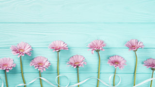 Pink flower ribbon blue background - a white ribbon free wallpaper