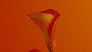 Single flower red yellow center - a single flower free wallpaper