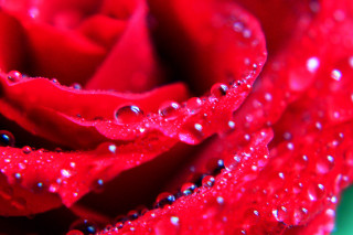 Red rose water droplets green 2 - a blue border free wallpaper for desktop